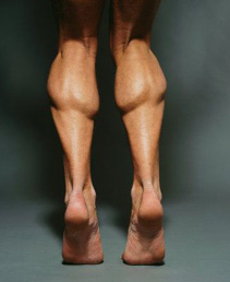 Free Exercise Videos and Definitions for Calf Calve Muscles