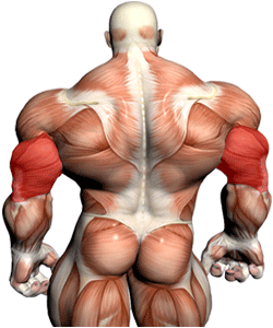 Triceps Muscles