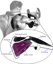 Rotator Cuff Muscles Exercises video demonstrations for exercising your chest muscles