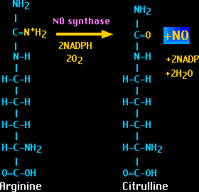 Citrulline Malate Supplement Review and Guide 
