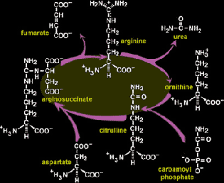 Citrulline Malate Supplement Review and Guide