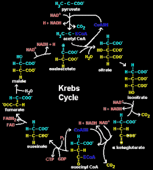 Oxaloacetate To Malate
