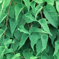 Fo-Ti Supplement Review and Guide 