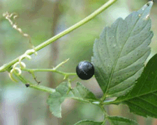 Gynostemma Supplement Review and Guide 