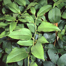 Smilax Supplement Review and Guide 