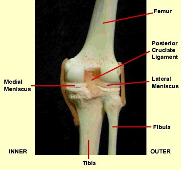 pain in back of knee