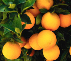 Which Fruit Has The Most Vitamin C?