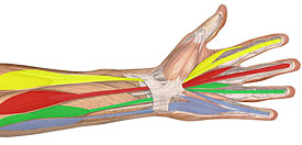 Hand Finger Grip Strength