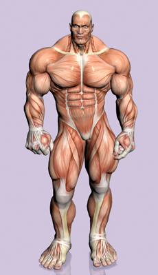 Steroids Impact Every Aspect of Training