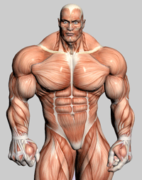 Weight Lifting Exercises and Video Demos Exercise Demonstrations Examples