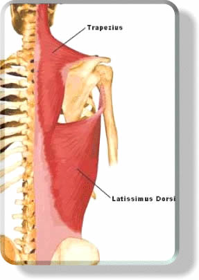 Back Muscles Anatomy - Lats Traps Rhomboids