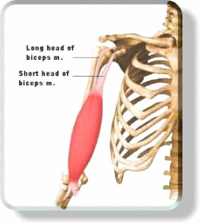 Muscular System - Bicep Muscles