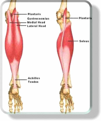 Calf Muscles anatomy
