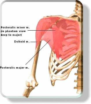 Muscular System - Chest Muscles & Pec Muscles