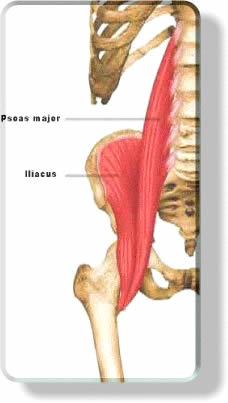 Hip Flexors Muscles