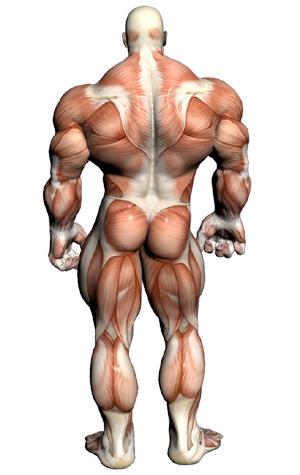 back muscles character