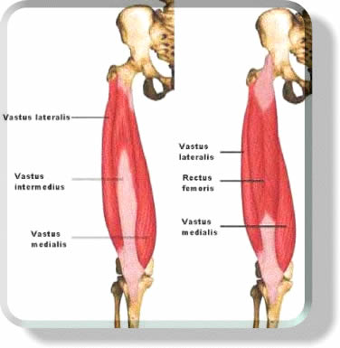 Muscular System - Quadricep Leg Muscles