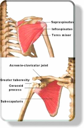 Rotator Cuff Muscle Anatomy