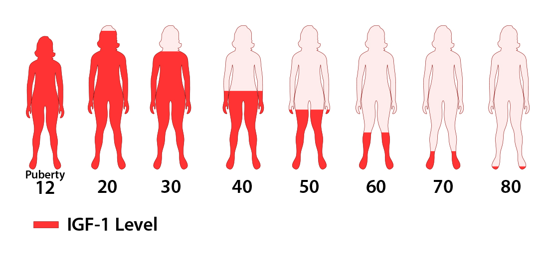 An infographic showing IGF-1 levels in red across different ages, starting high at puberty (age 12) and gradually decreasing to minimal levels by age 80.