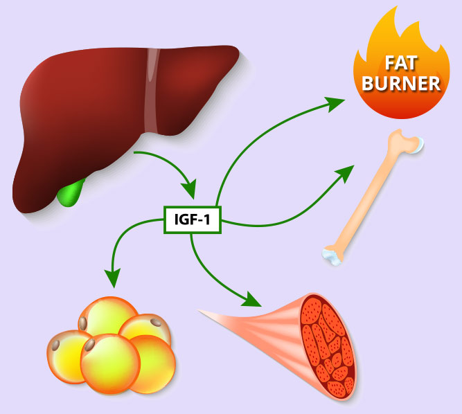 An illustration showing the liver producing IGF-1, which influences fat burning, bone growth, muscle tissue, and fat cells, connected by arrows.