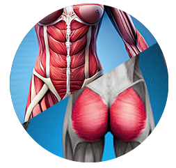 anatomic image of the glutes and the core muscles
