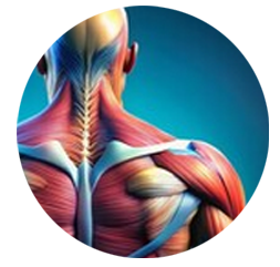 anatomic image of the neck and shoulder muscles