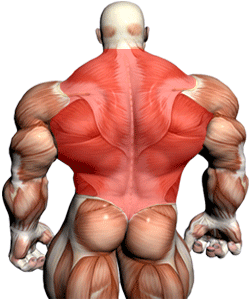 Back Lats barbell rows exercise