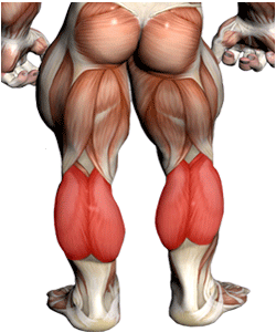 Calve Muscles