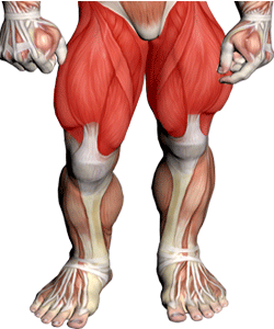 Barbell Squat Leg Exercise