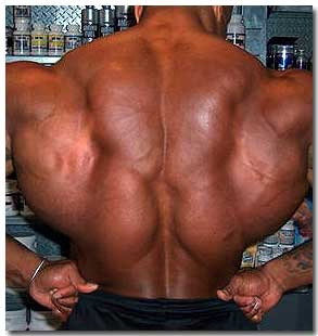 Wide Back Muscles