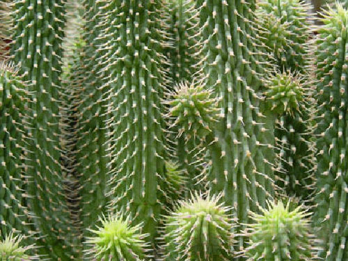 Does Hoodia Really Work For Fat Loss?