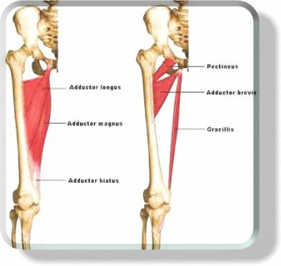 adductor muscles