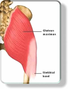 Muscular System - Glute Muscles | Butt Muscles