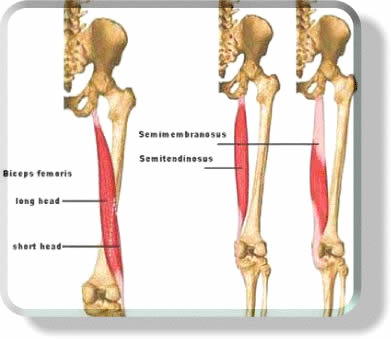 Hamstring Muscles anatomy