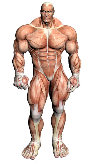 Muscular System - Muscle Anatomy Front
