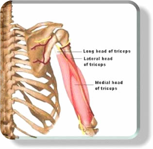 Triceps Muscles