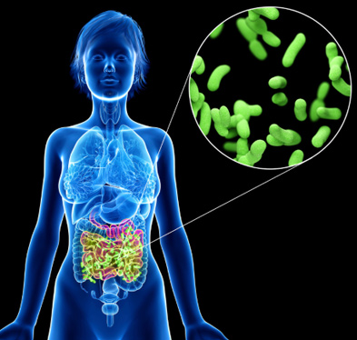 Dead Bacteria in the Gut Discomfort