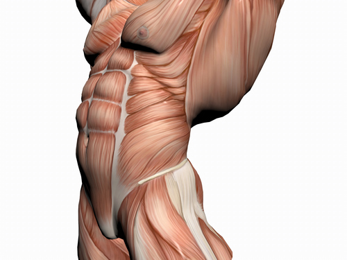 Muscle Fiber Specific Training Critical Bench