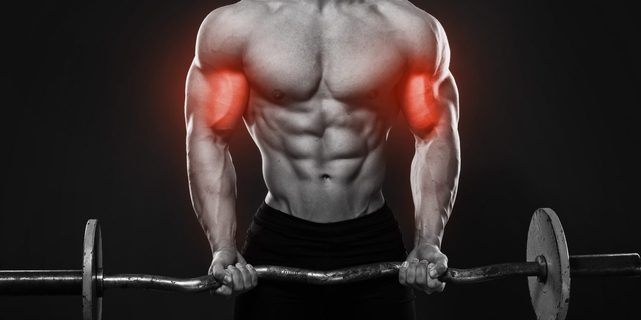 Power of the Mind Muscle Connection